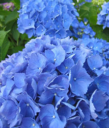 hortensias.jpg