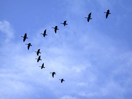oiseaux migrateurs